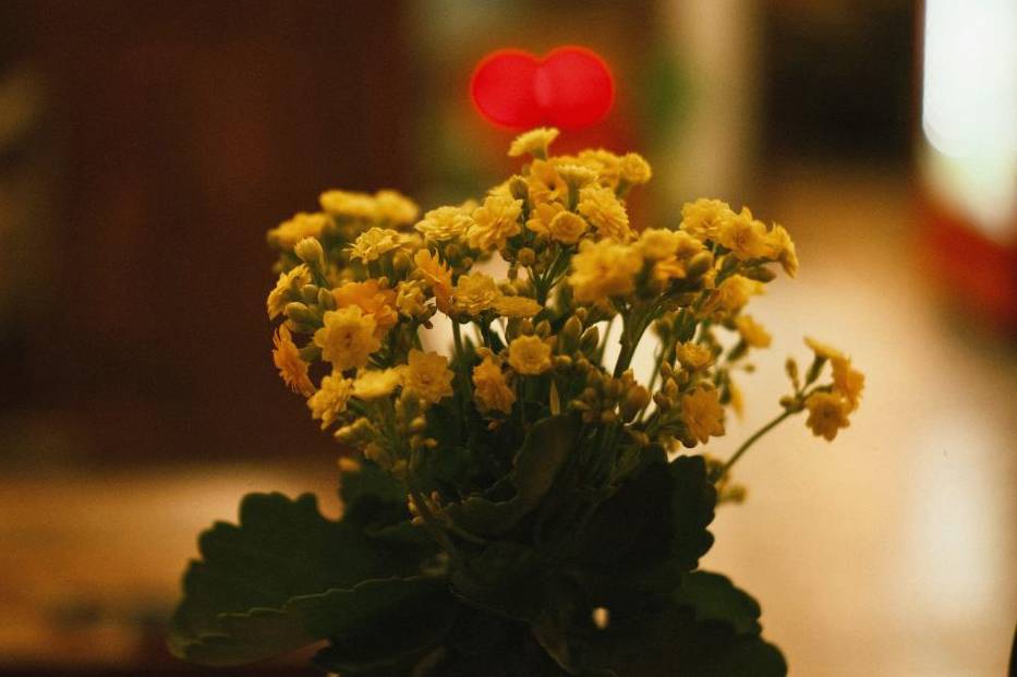 Floral workspace